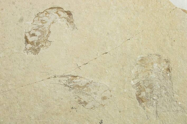 Three Cretaceous Fossil Shrimp - Lebanon #249847